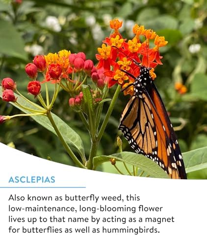 Burpee Wildflower 25,000 Bulk, 1 Bag 18 Varieties of Non-GMO Flower Seeds for Hummingbirds and Butterflies - Image 2