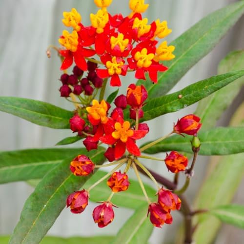 2 Red Milkweed Asclepias Live Plants, Flowering Plant, 5-8 Inch Tall - Image 6