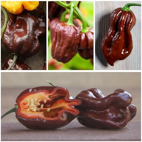 Seed Needs Chocolate Habanero Pepper Seeds to Plant Vegetables - 1 Pack - Image 2