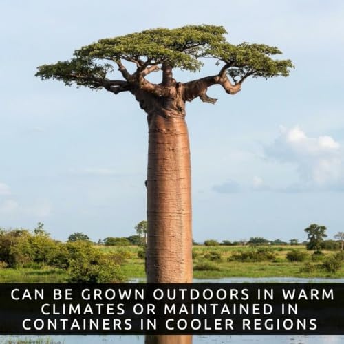 5 Baobab Tree Seeds | Adansonia Digitata Exotic Bonsai Seeds - Image 3