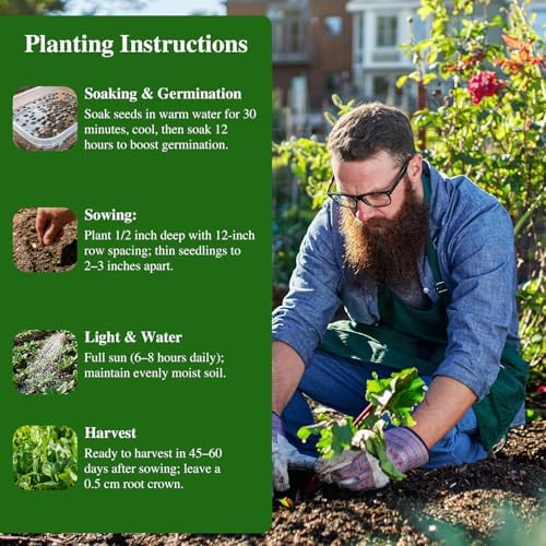 Groundio 350+ Bloomsdale Spinach Seeds, Heirloom Non-GMO, Slow Bolt Cold Hardy Leafy Greens for Home Garden Backyard Planting (Spinacia oleracea) - Image 4