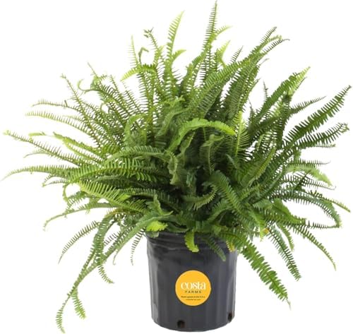 Costa Farms Boston Fern, Live Indoor Plant, Easy Care, Home Decor by Unknown