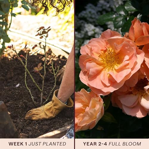Heirloom Floribunda Roses, Live Own Root Plant, Sunbelt® Sierra Lady™ - Image 3