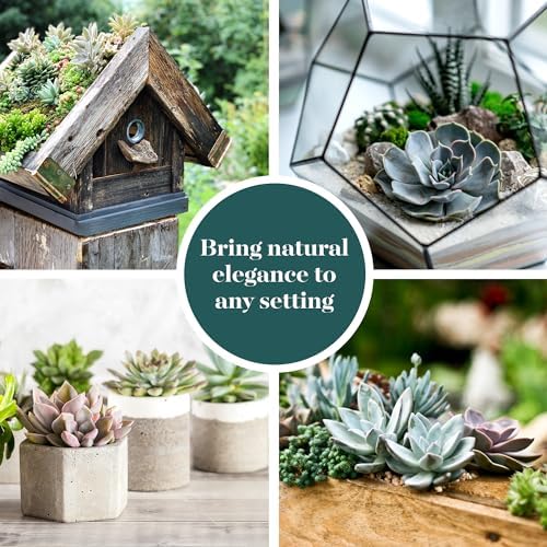 Shop Succulents Rosette Succulent Plant Pack Collection - Live Mini Succulent Plants, Low Maintenance, Floral Shaped Mix of Colors & Textures - Wedding and Party Favors, Gift & Garden, Pack of 12 - Image 6