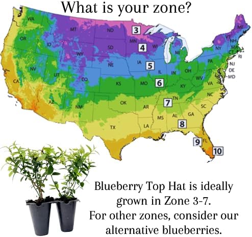 Blueberry Plant Top Hat Live for Sale (4 Pack) | Easy to Grow Plants | Edible Fruit Plant for Sustainable Living | Grow Your own Food on Your Edible Organic Garden | Live for Planting | No Seeds - Image 4