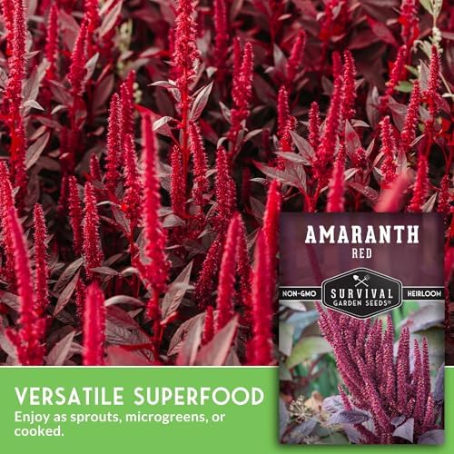 Red Amaranth Seeds for Planting - Survival Garden Seeds (2 Packs) - Image 5