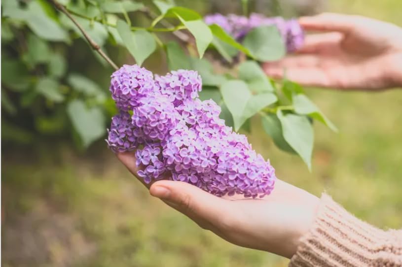 Old Fashioned Lilac Bushes Live Plants (2 Pack) – 14–24” Tall - Syringa vulgaris – Fragrant Lavender Purple Flowers – Hardy Flowering Shrubs - Image 6
