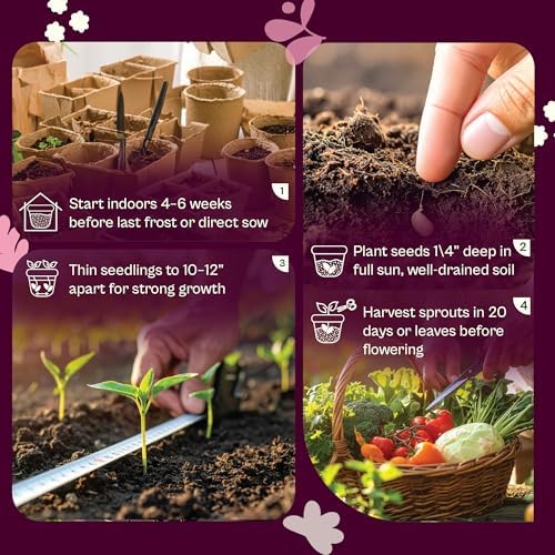 SVI 1500 Red Garnet Amaranth Seeds (Amaranthus Tricolor) – Josephs Coat Plant Seed Packets Bulk, Deep Red Amaranthus Flower – Heirloom Vegetable Seeds for Outdoor Garden, Vegetable Garden, Containers - Image 5