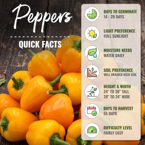 Seed Needs Mini Yellow Bell Pepper Seeds to Plant Vegetables - 20 Packs - Image 4
