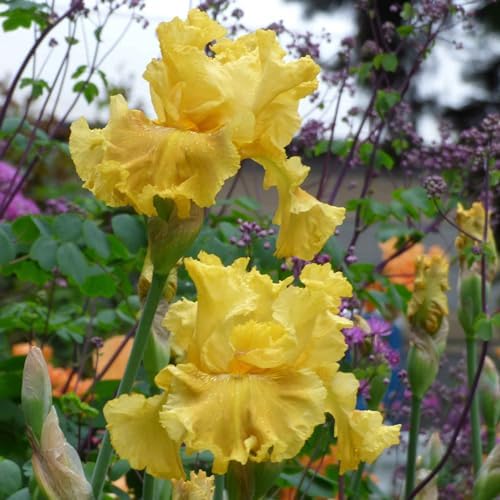 Eden Brothers Re-Blooming Bearded Iris - Oregon Firestorm, 1 Bulb - Image 2