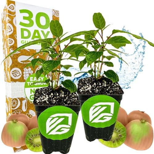 Prolific Hardy Kiwi Berry (2-Pack) Live Plant by Wellspring Gardens by WellspringGardens