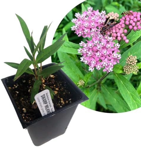 Swamp Milkweed 'Pink Rose Milkweed' (Asclepias incarnata) in 2.5 inch Pot - Live Starter Plant - Certified Organic - Pollinator Friendly by SmokeCampCrafts