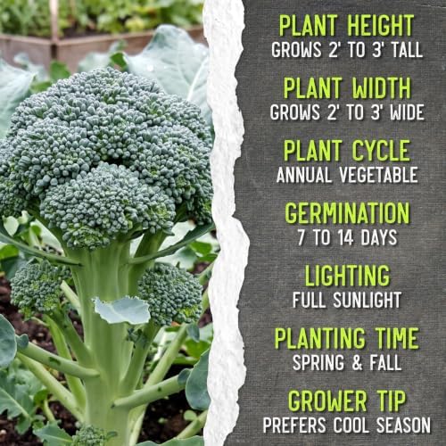 Seed Needs Calabrese Broccoli Seeds to Plant Heirloom & Non-GMO 10 Packs - Image 7