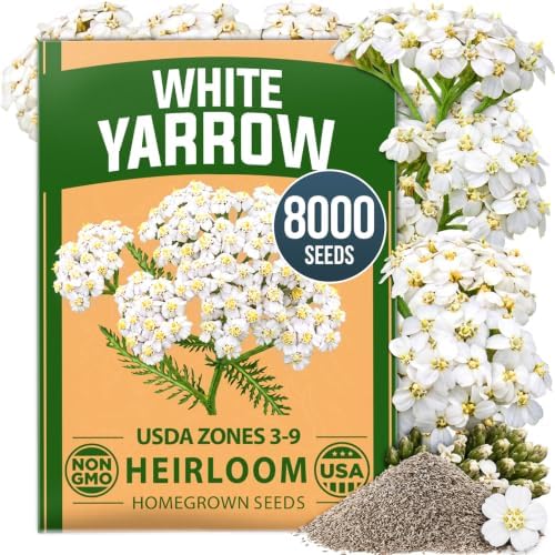 HOME GROWN White Yarrow Seeds, 8,000 Seeds, Achillea millefolium by HOMEGROWN