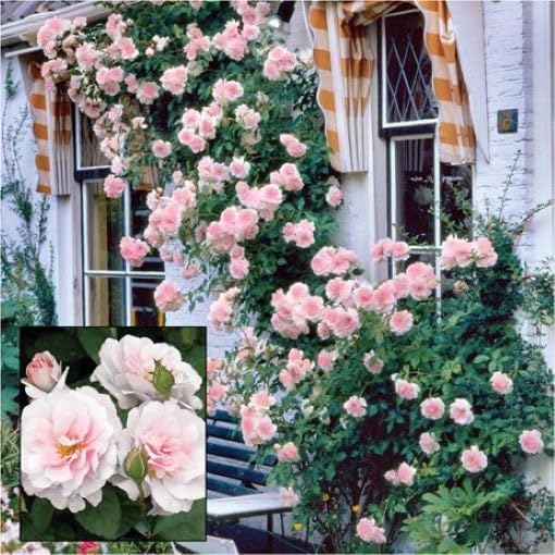 New Dawn Climbing Rose - Live Plant - (1 QT) - Image 2