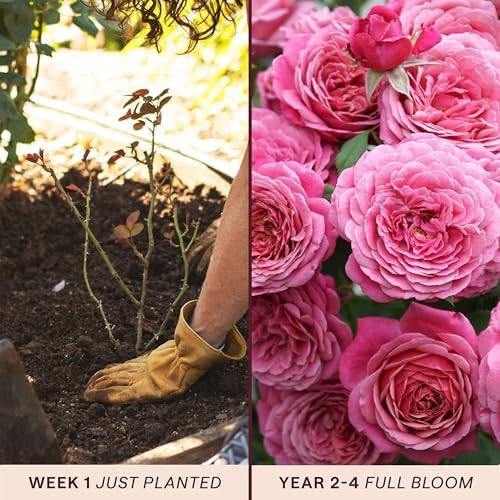 Heirloom Floribunda Roses, Live Own Root Plant, Queen of Elegance™ - Image 3