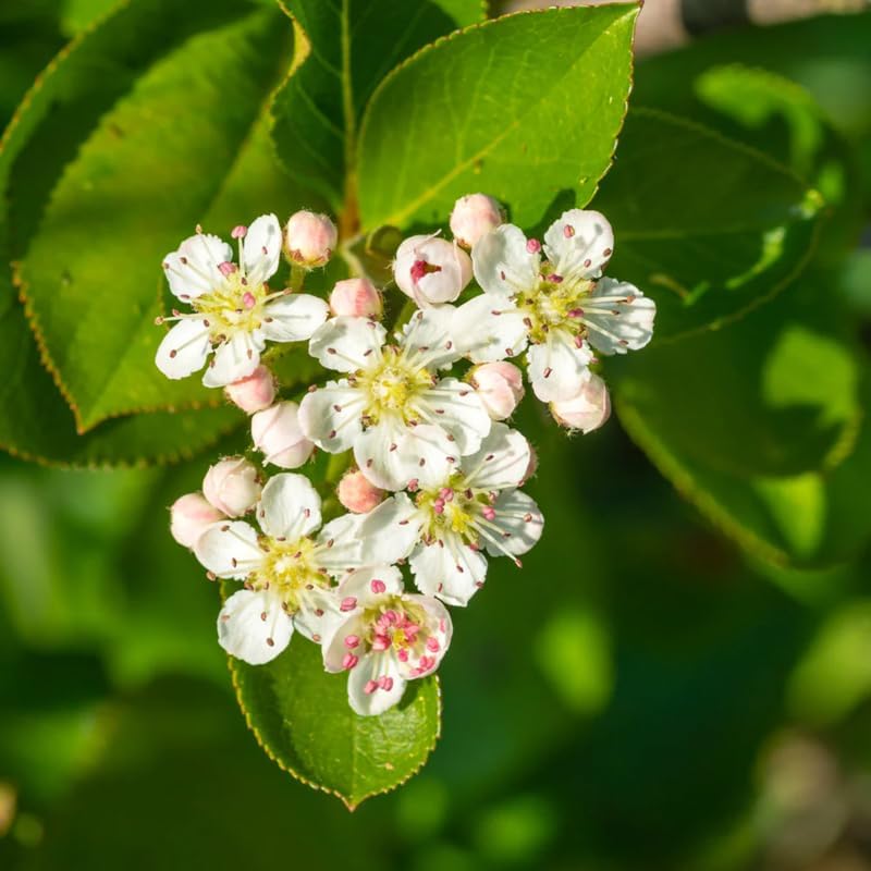 Black Chokeberry Tree Live Plant, Outdoor Berry Bush, 6-12 Inch Tall - Image 3