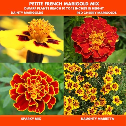 NatureZ Edge Marigold Seeds Mix, Over 5600 Seeds, Marigold Seeds for Planting Outdoors, Dainty Marietta, Petite French, Sparky French, and More (Pack of 3) - Image 3