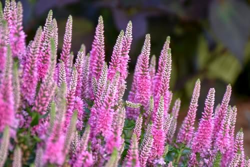 Live Plant from Green Promise Farms - Proven Winners, Veronica Magic Show 'Pink Potion' Spike Speedwell, Pink Flowers - #1 Gallon Size Container - Image 3