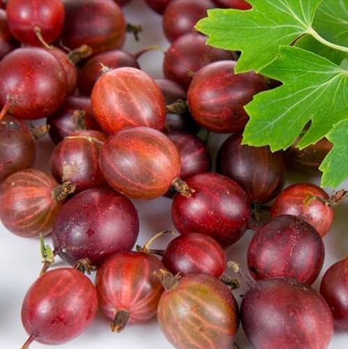 Red Gooseberry Plant - 6-12" Tall Live Plant by Unknown