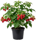 Red Raspberry Plant Live in 4" Pot - Edible Berry Bush Starter Plant by AKTRD