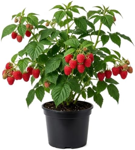 Red Raspberry Plant Live in 4" Pot - Edible Berry Bush Starter Plant by AKTRD