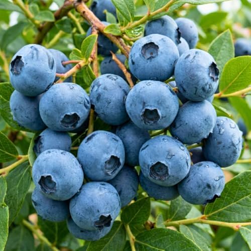 High Yield Blueberry Plant Live, Berry Bush, 1-2 Ft Tall, Gallon Pot - Image 5