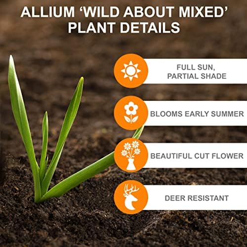 Garden State Bulb Wild About Mixed Allium Flower Bulbs, 10/12cm, Fall Planting (Bag of 25) - Image 4