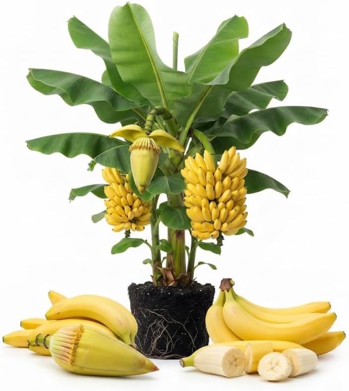 Basjoo Banana Tree Live Plant, Edible Fruit, 4-6" Tall by Unknown