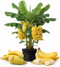 Basjoo Banana Tree Live Plant, Edible Fruit, 4-6" Tall by Unknown