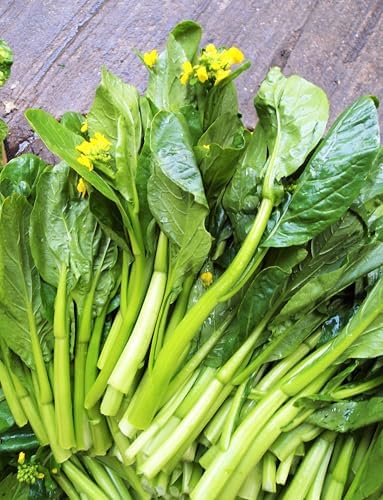 70D Improved Green Yu Choy Sum Seeds - 15,000+ Count - for 2026 Planting 70D Improved Green Flowering Cabbage Bok Choy Chinese Broccoli CAI Tai USA Asian Vegetable Grow Your Own Home - Image 3