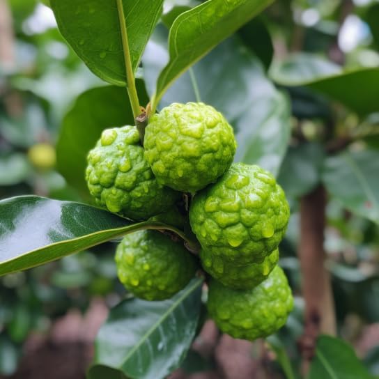 Kaffir Lime Tree - 2-4 Inch Tall Makrut/Thai Lime Live Plant - Potted Fruit Seedling - Citrus Hystrix - Image 5