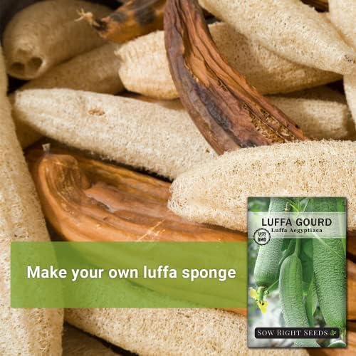 Sow Right Seeds - Luffa Gourd Seed for Planting Loofah Natural Sponge - Image 3
