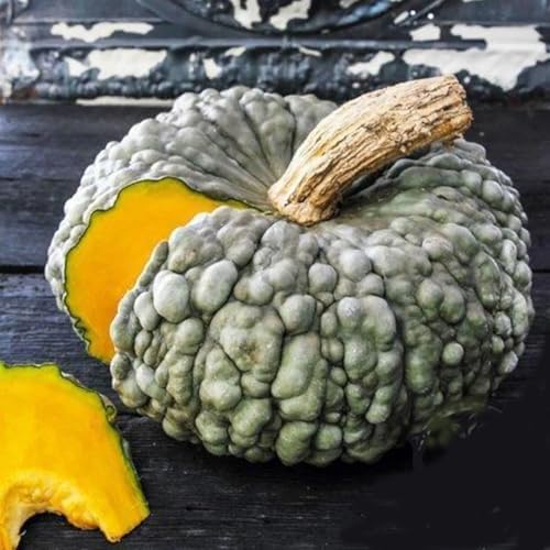 Marina Di Chioggia Bumpy Blue Pumpkin Seeds - 12 Seeds - One of the Most Intereting and Decorative Pumpkins as Well as Delicious by MardeRossCompany
