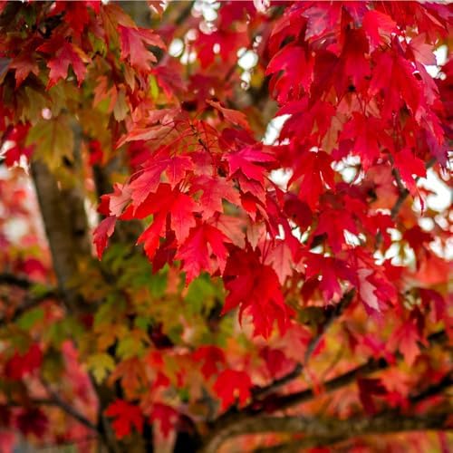 29+ Bonsai Red Maple Tree Seeds for Planting,Dwarf Red Japanese Maple Seeds,Acer Palmatum Shade Tree Seed Shade & Ornamental Trees Fast Growing for Farms & Patio Outdoor Garden - Image 3