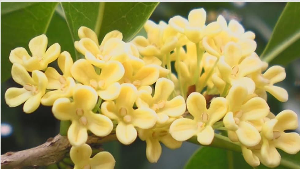 Fragrant Tea Olive Live Plant – Osmanthus fragrans Sweet Olive Shrub – Intensely Fragrant White Blooms – Evergreen Hedge Plant – Rooted Starter - Image 5