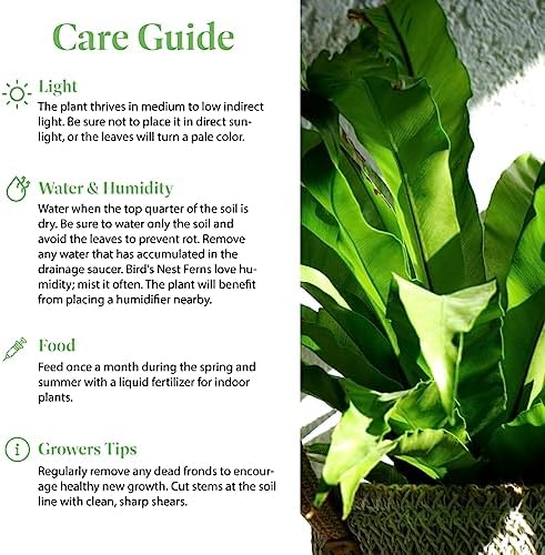 American Plant Exchange Bird’s Nest Fern – 6-Inch Pot – Live Easy Care Indoor Houseplant, Air-Purifying, Pet-Friendly Tropical Plant for Bathrooms, Bedrooms & Home or Office Décor - Image 5