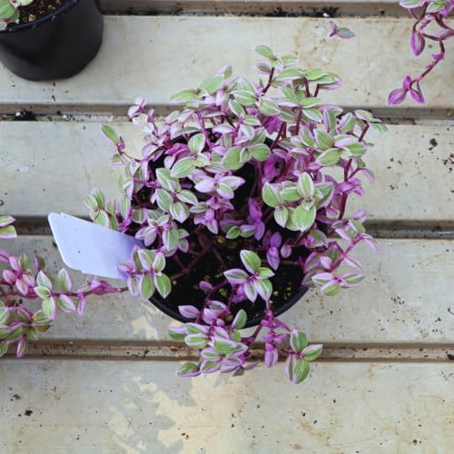 Callisia Repens Plant Live, 4''Pot, Pink Wandering Jew Vine Succulent Plant - Image 5