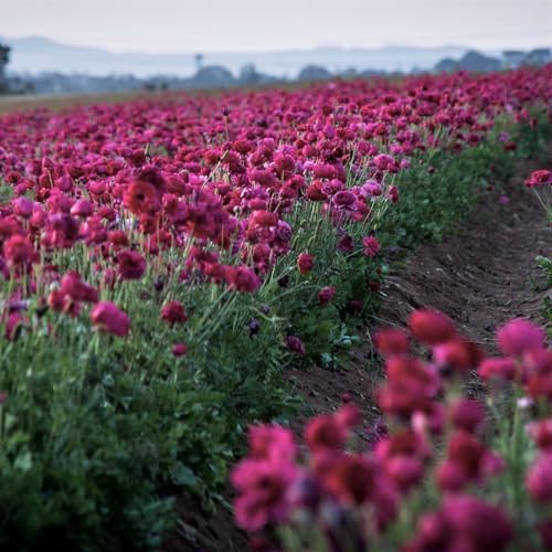 Ranunculus Purple 10 Flower Bulbs - Spring Blooms, Tecolote Buttercups - Image 4