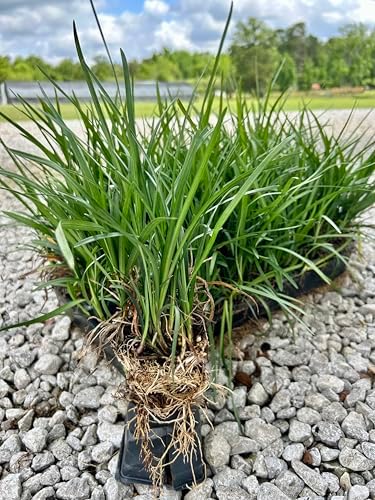 Liriope Spicata Live Plants, 18 Pack of 3 Inch Pots, Creeping Liriope - Image 3