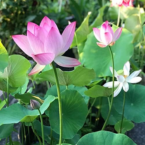 10pcs Pre-Sprouted Mixed Color Bonsai Bowl Lotus - Ideal Indoor and Outdoor Aquatic Plants, Ready to Thrive - Image 7