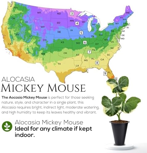 Alocasia Mickey Mouse (4 Pack) Live Plant,Rare Indoor Alocasia, Elephant Ear Houseplant,Unique Mickey Mouse Leaf Shape Plant,Tropical Houseplant Live, Starter Size Alocasia Plant for Indoor Home Decor - Image 7
