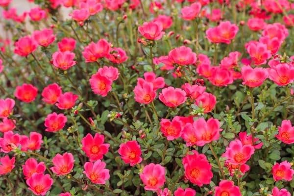 20000+ Moss Rose Seeds for Planting - Annual Flower, Ground Cover Seeds, Portulaca Grandiflora Mix, Vibrant Double Blooms, Heat & Drought Tolerant for Rock Gardens & Containers - Image 2