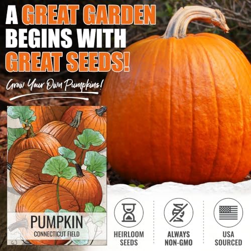 Seed Needs Connecticut Field Pumpkin Seeds to Plant Vegetables - Bulk Pack - Image 2
