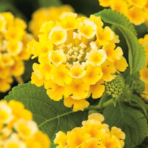 250 Lantana Seeds - Multi-Color Gradient Blooms, Heat & Drought-Tolerant Garden Shrubs, Long-Flowering & Low-Maintenance, Butterfly & Bee Attracting - Image 3