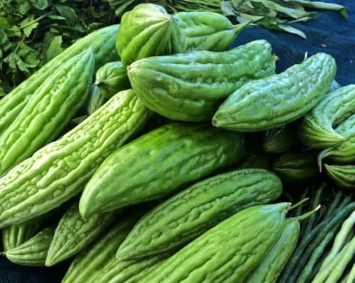 Bitter Melon Seeds (15 pcs) – Heirloom Bitter Gourd Vine Fast Climber Non-GMO - Image 4