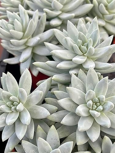 Blue Burrito Sedeveria Live Succulent Plant, Fully Rooted, 4 Inch Pot - Image 4