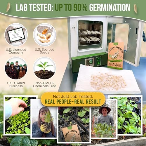 Organo Republic German Chamomile Seeds Pack 0.5 G - Over 5,900 Non-GMO Heirloom Chamomile Seeds for Planting Herbs in Individual Seed Packet, Herbs Seeds for Planting Home Indoor & Outdoor Gardening - Image 2