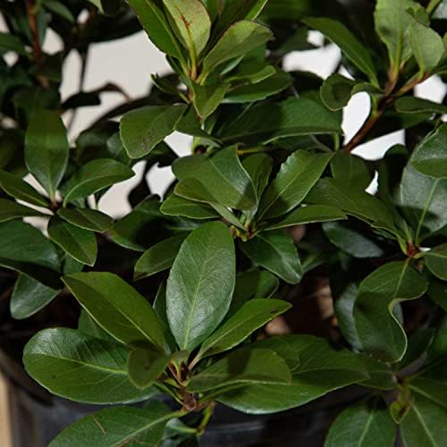 Snow White Indian Hawthorn (2.5 Gallon) White Blooming Evergreen Shrub - Full Sun Live Outdoor Plant - Image 7