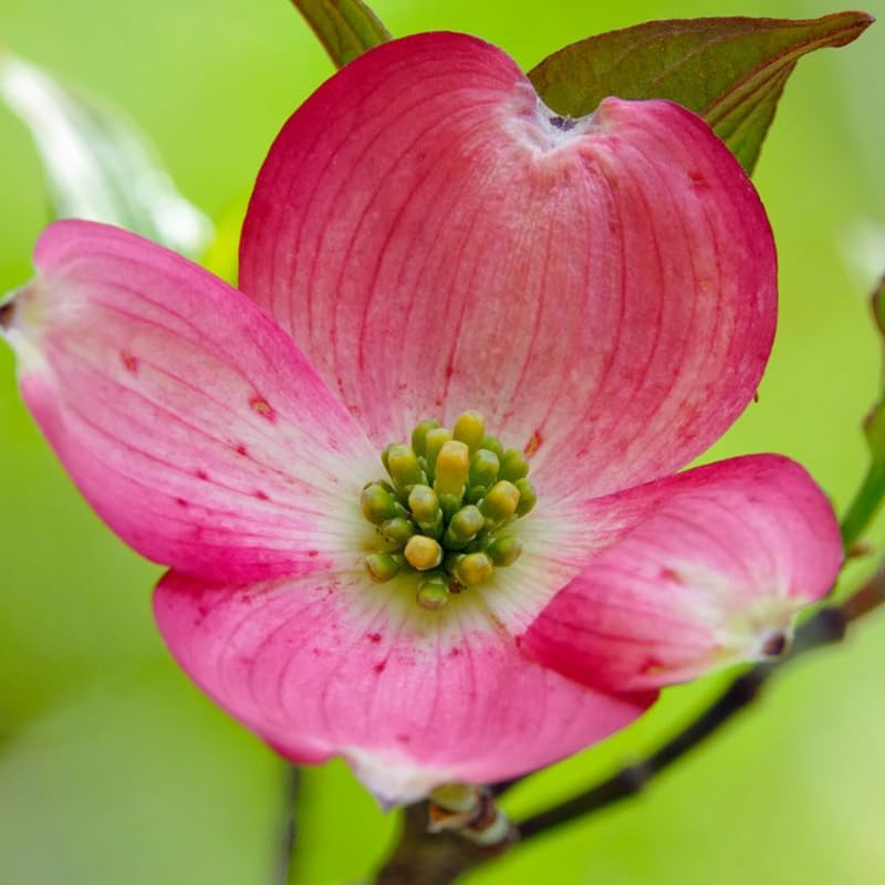 Pink Dogwood Tree, Flowering Tree, 6-12 Inch Tall, 2.5 Inch Pot - Image 2